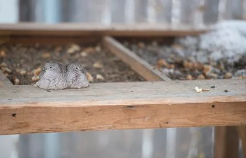 Two Young Doves preparing for sleep Stock Photos