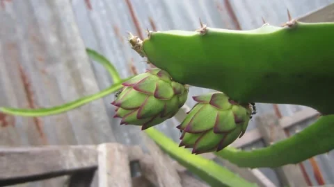 Two young dragon fruit flowers Stock Footage 194959040