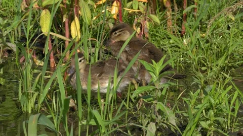 Two Young Ducklings Foraging and Preening in Reeds 4K Wildlife Footage Stock Footage 336983330