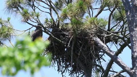 Two young eaglets in the nest and one of the eaglets flies off for it's 動画素材 243719019