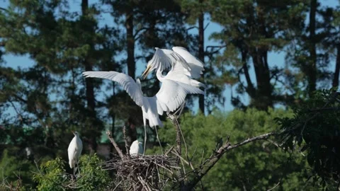 Two young egrets sparring while perched above their nest Stock Footage 336489723