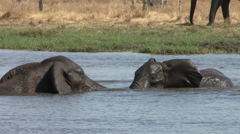 Two young elephant bulls playing in water in the Okavango Delta Stock Footage 46373498