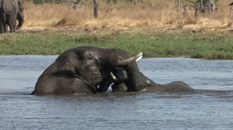 Two young elephant bulls playing in water in the Okavango Delta Stock Footage 46373512