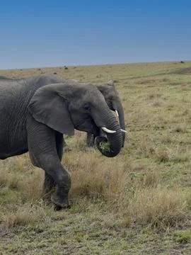 Two young elephants eating grass in the african savanna Stock Photos