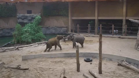 Two young elephants fooling around in the zoo Stock Footage 315164679
