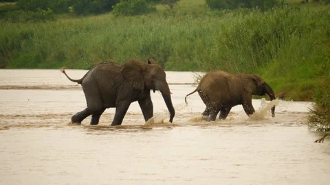 Two young elephants leave shallow river, walk with ears open, tails high Stock-Footage 105273593