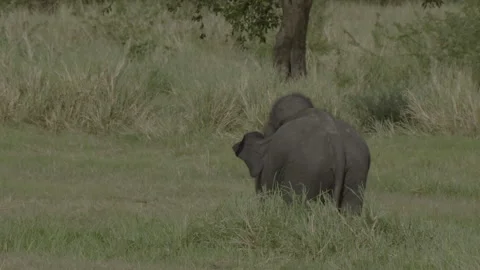 Two young elephants play on the grass land Stock Footage 292655030
