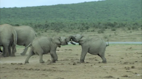 Two young elephants playing Stock Footage 32452707