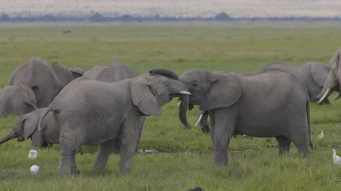 Two young elephants playing together Stock Footage 112510948