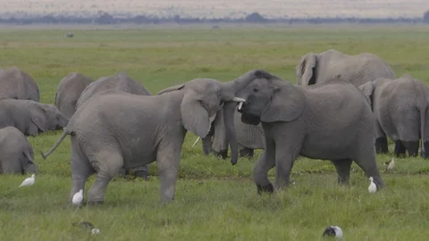 Two young elephants playing together Stock Footage 112511634