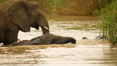 Two young elephants splash, swim and play in brown river water. Adult watching Stock Footage 105501086