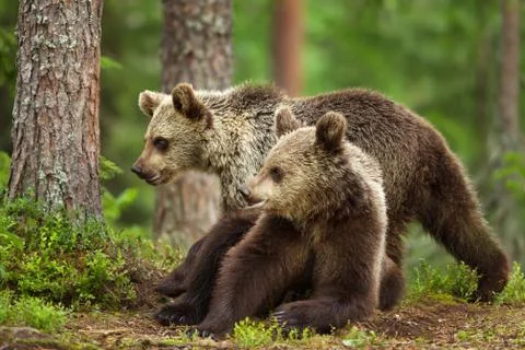 Two young Eurasian brown bears in forest Stock Photos