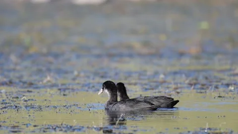 Two young Eurasian Coots Fulica atra in their natural habitat Stock-Footage 137413747