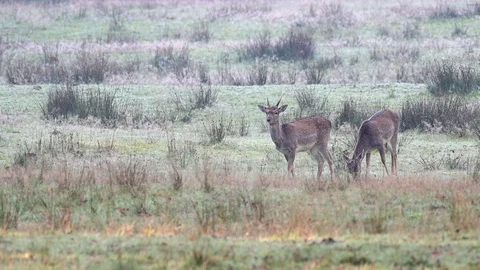 Two young fallow bucks grazing on the meadow, mating time Video stock 126213103