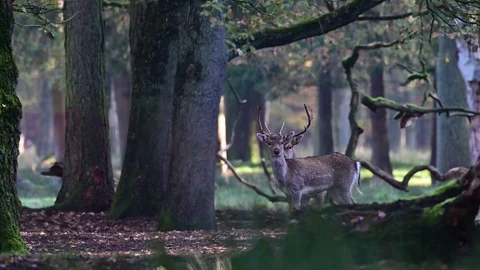 Two young fallow bucks standing in the forest and look, mating time Video stock 126214408