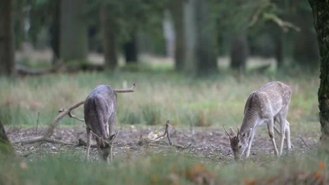 Two young fallow deer are searching for food in the woods Stock-Footage 334131742