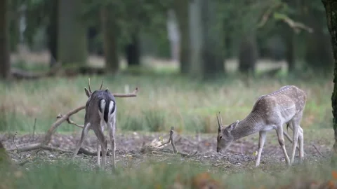 Two young fallow deer are playfully fighting in the woods Stock-Footage 334131743