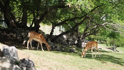 Two young fallow deer grazing in beautiful green summer meadow Stock Footage 151591768
