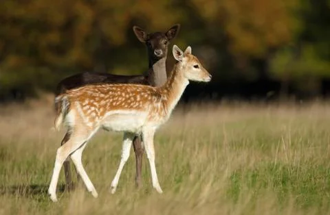 Two young Fallow deer in the meadow Stock Photos