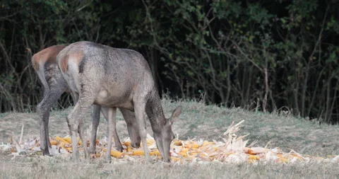 Two young fallow deer's eating corn Stock Footage 139875367