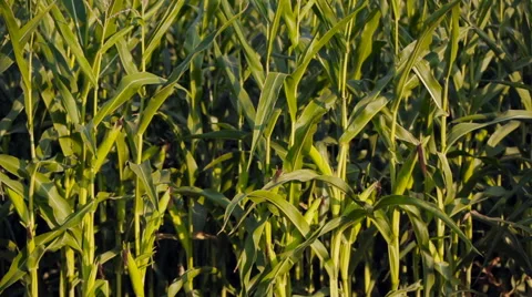 Two young farmer near a corn crop with the tablet. Stock Footage 66312906