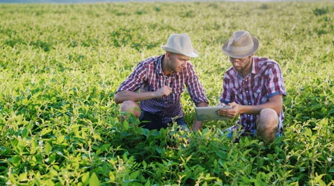 Two young farmer studying pea sprouts on the field, use the tablet Stock Footage 65453759