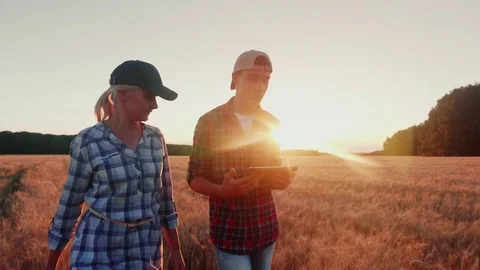 Two young farmers are walking along the wheat field at sunset, enjoying a tablet Stock Footage 77237537