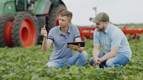Two young farmers working on the field with soybeans. Use a tablet, in the Stock Footage 77616318