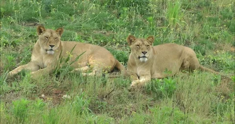 Two young female lions background Stock-Footage 343705223