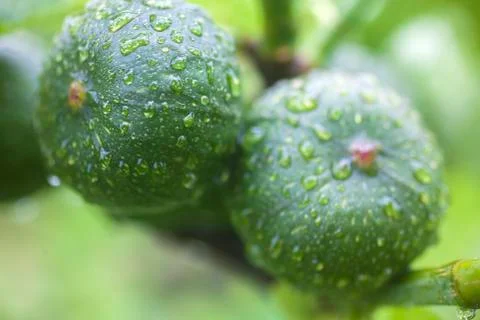 Two Young Figs After Rain Stock Photos
