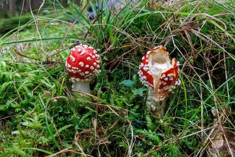 Two young fly agaric mushrooms on green mossy forest floor in Spessart, Germa Stock Photos