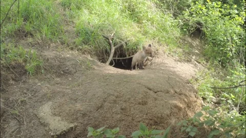 Two young foxes at the burrow Stock Footage 223508248
