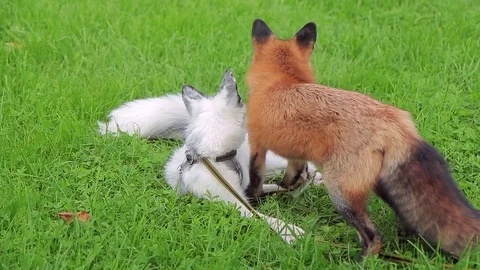 Two young foxes fight on the green grass in park. Stock Footage 79017671