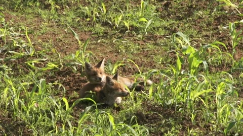 Two young foxes lie together in the sun Stock Footage 276457725