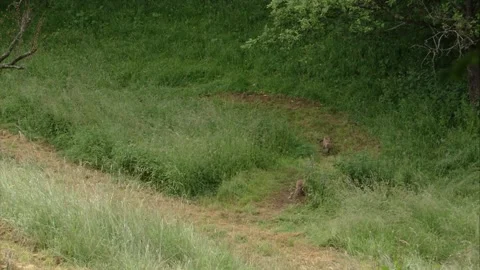 Two young foxes on a meadow Stock Footage 220451283