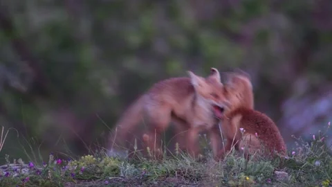 Two young foxes play in glade Vulpes vulpes Vídeo Stock 133493334