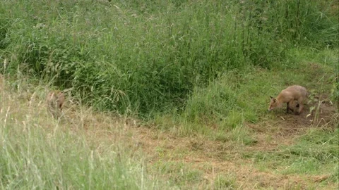 Two young foxes playing Stock Footage 220451260