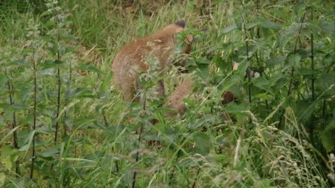 Two young foxes in tall grass Stock Footage 220451344