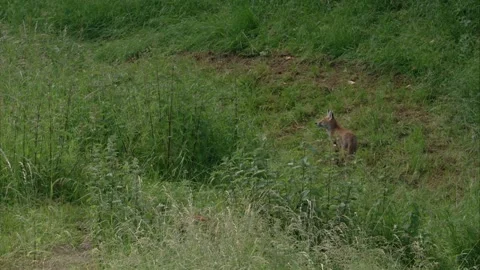 Two young foxes in tall grass Stock Footage 220451929