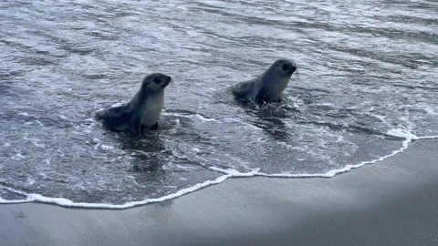 Two young fur seal on the beach in South Georgia Stock Footage 240401406