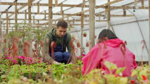 Two young garden workers, man and woman, caring for flowers crouching on flow Video stock 142410021