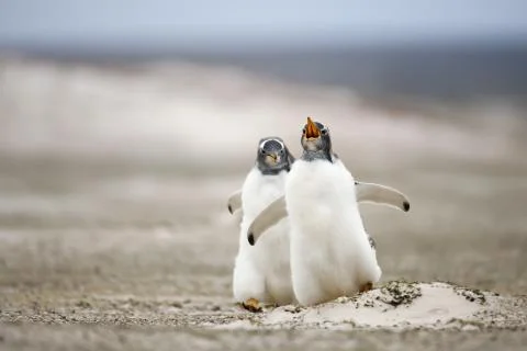 Two young Gentoo penguins chasing each other Stock Photos