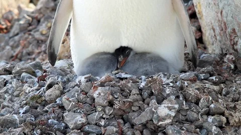 Two young gentoo penguins staying warm in Antarctica Stock Footage 88286635