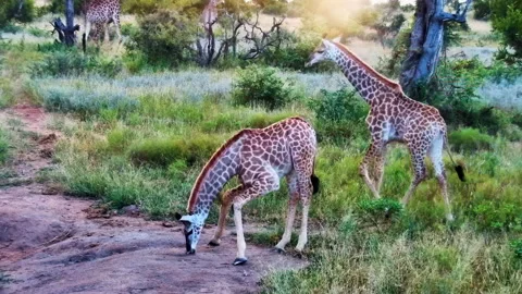 Two young giraffe calves explore the savanna in a South African game reserve. Vídeo Stock 331193178