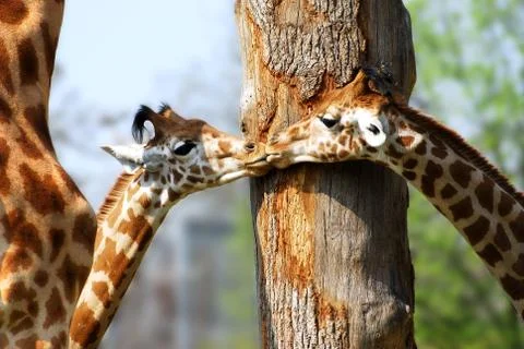Two young giraffes Stock Photos