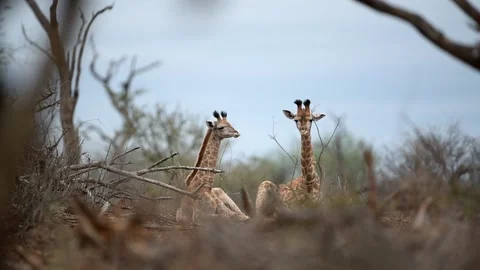 Two young giraffes in the wilderness Stock Footage 132748492