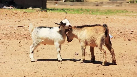 Two young goat with battling it out with their head. Goats fighting Stock Footage 201316719