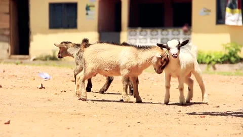 Two young goat fighting in an open place.  Stock Footage 201316721