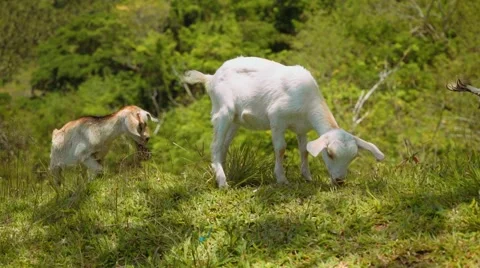 Two young goats eating grass on hill Stock Footage 67600450