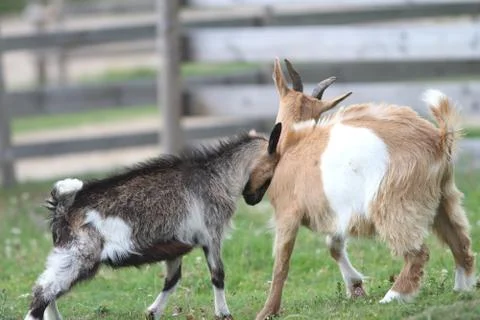 Two young goats fighting Stock Photos
